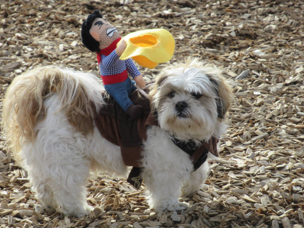 Write Riders Dog Cowboy Rider Dog by Codetski101 on DeviantArt