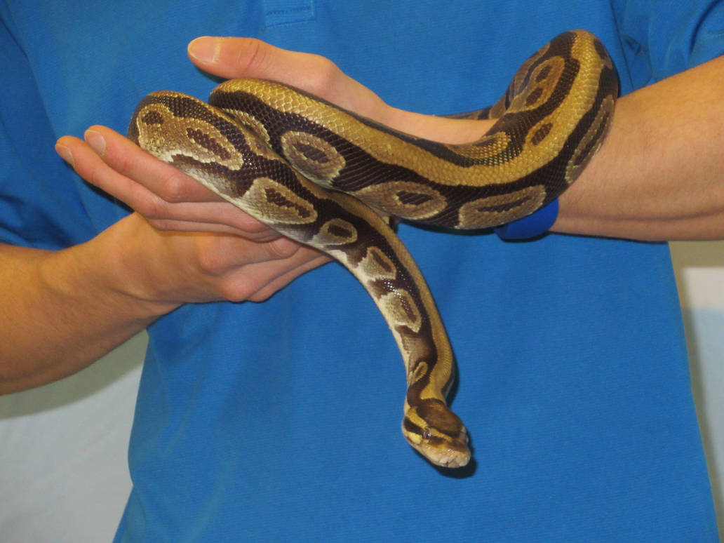 Python Constriction Deviantart Realistic Python by Codetski101 on DeviantArt