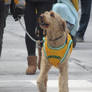 Dog in St Patrick's Day Parade