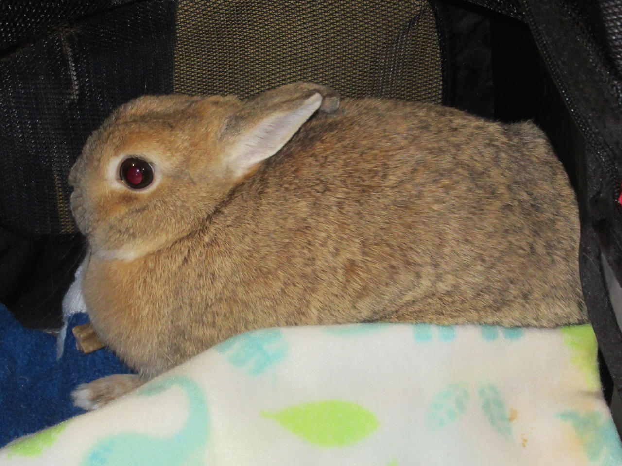 Rabbit at Spring Pet Expo by Codetski101 on DeviantArt