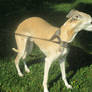 Italian Greyhound