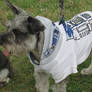 Dog Dressed as R2-D2