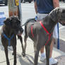 Great Danes