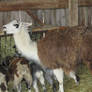 Pingle's Farm Llama