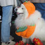 Dog Dressed as a Pumpkin
