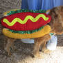 Dog Dressed as a Hotdog