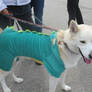 Dog Dressed as a Dragon