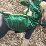 Dog Dressed as a Dragon