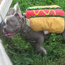 Dog Dressed as a Hotdog