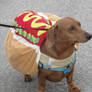 Dachshund Dressed as a Hotdog