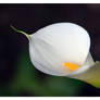 Zantedeschia