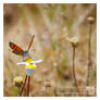 Small Copper