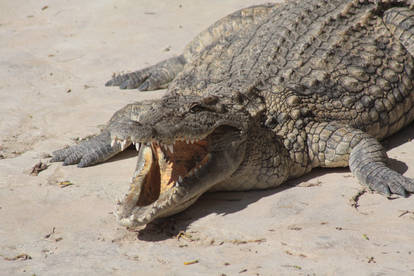 angry crocodile