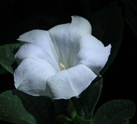 Night-flower