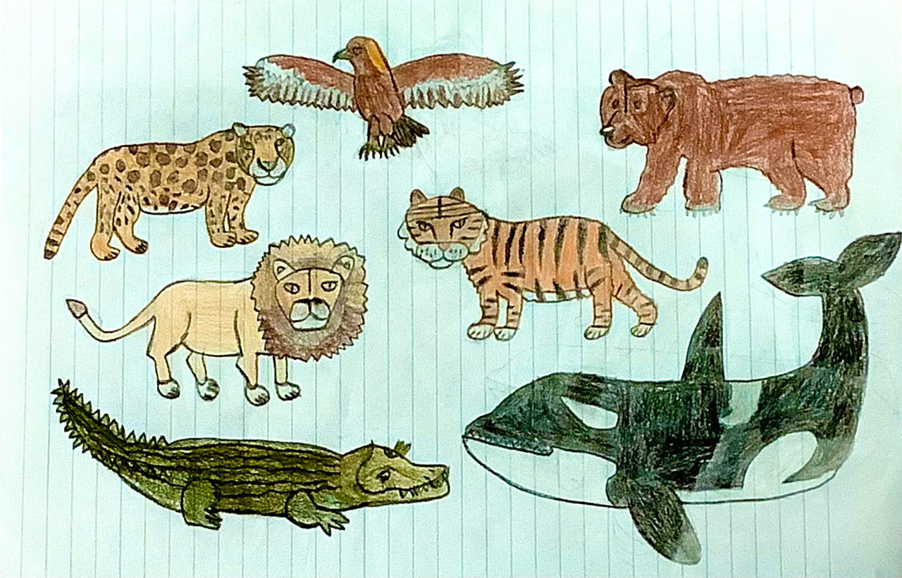 Predation Example Drawing Apex Predators Drawing by Splashtraveler47 on DeviantArt