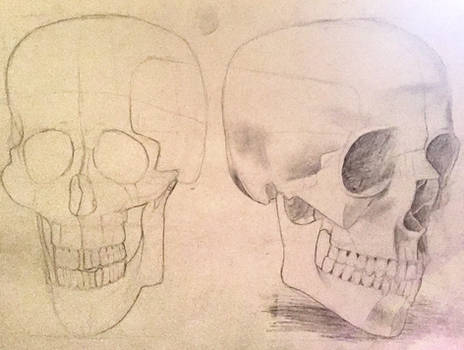 Skull Study