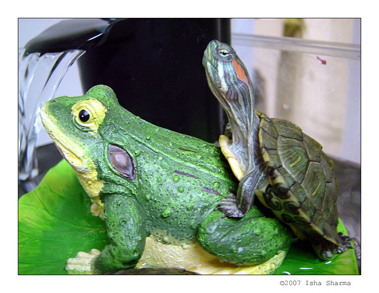 Turtle Frog Deviantart Perv Turtle on Frog by Ladyisha on DeviantArt