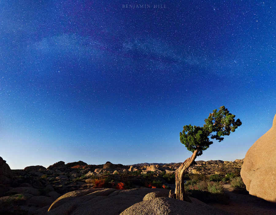 Joshua Tree