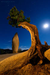 Heart of Joshua Tree