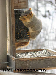 Red Squirrel 2