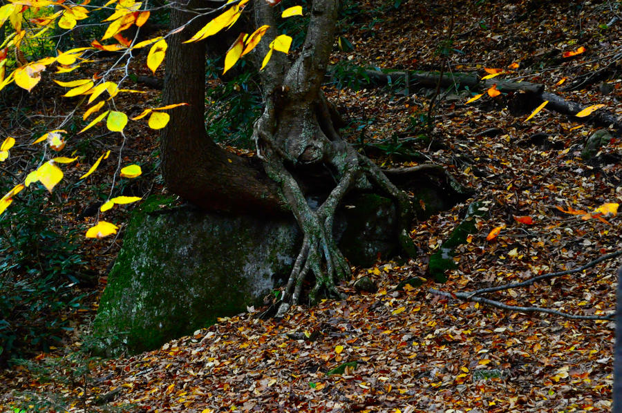 Monster Tree by zuessy310 on DeviantArt