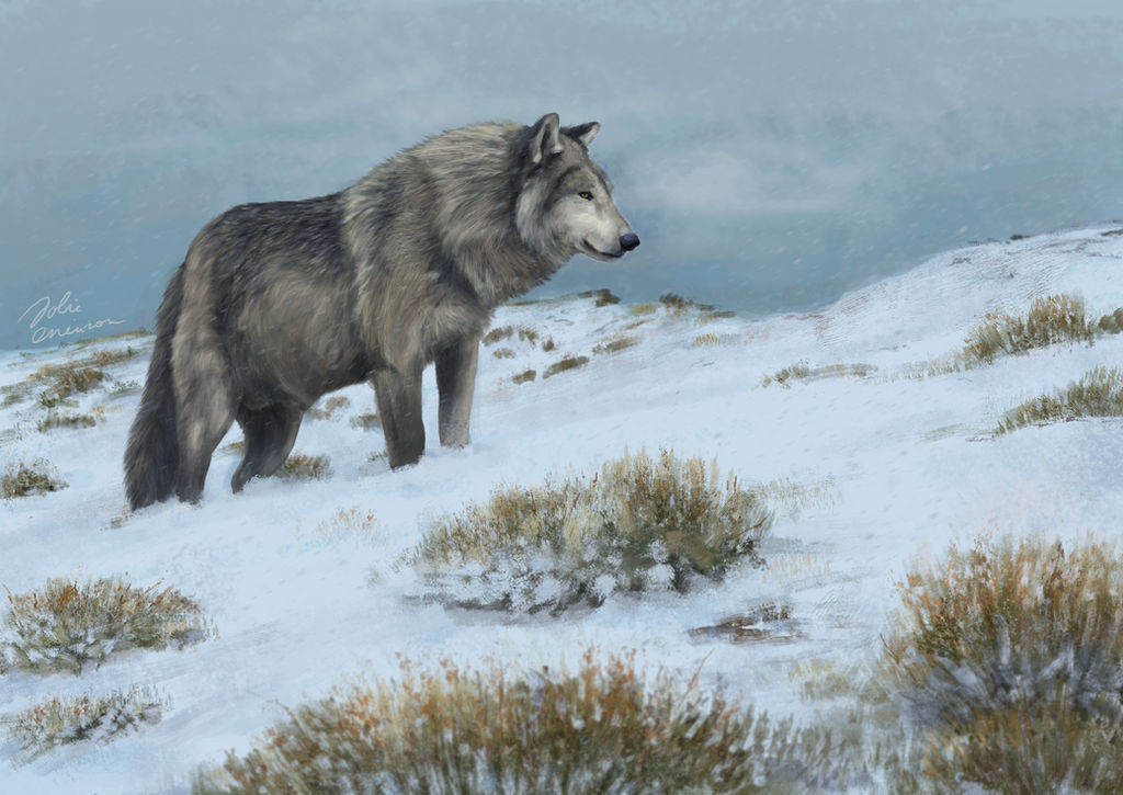 Wolf By JolieOneiron On DeviantArt