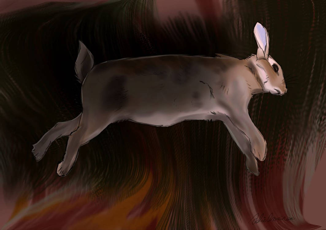 Dead rabbit by JolieOneiron on DeviantArt