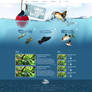 Csobbano halak webdesign