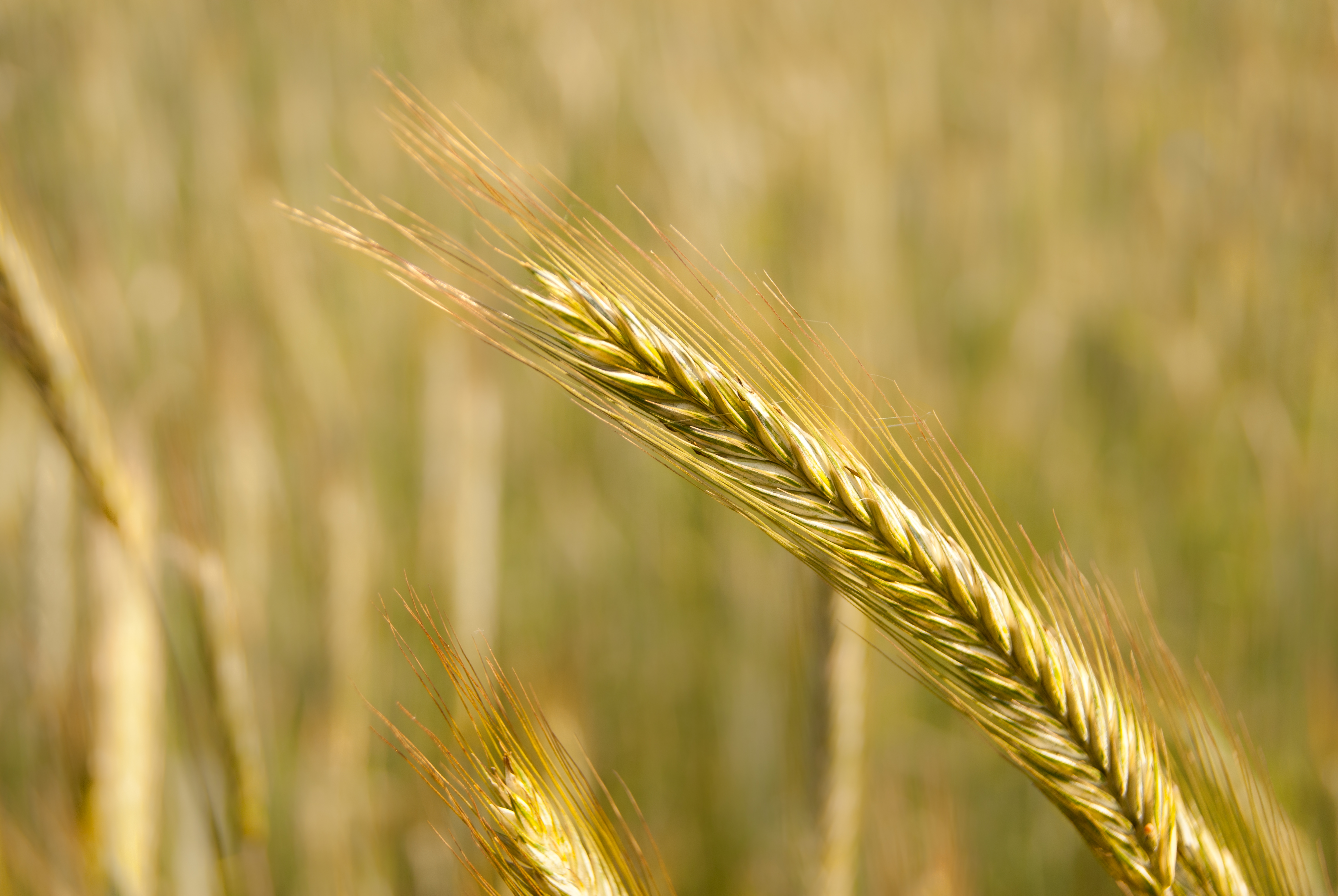 Fields of gold