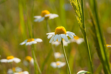 Camomile afternoon