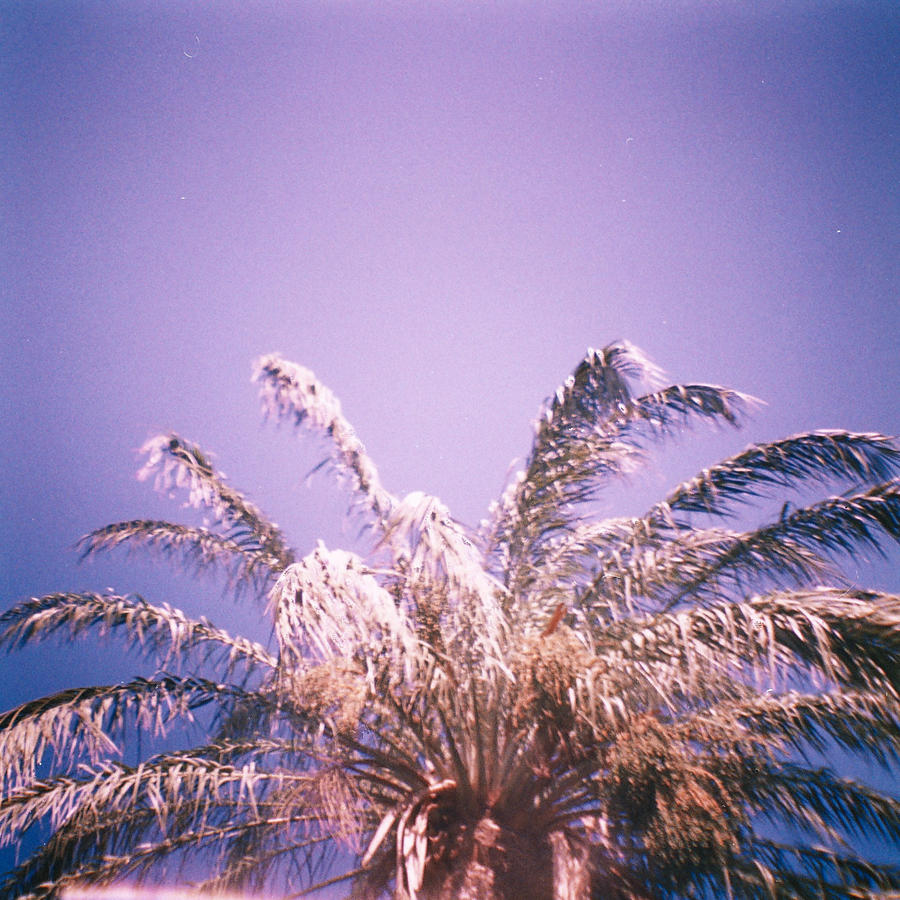 Palm