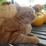 pumpkin cat