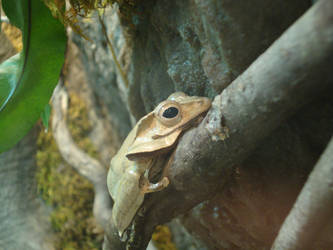 lil Leaf Frog
