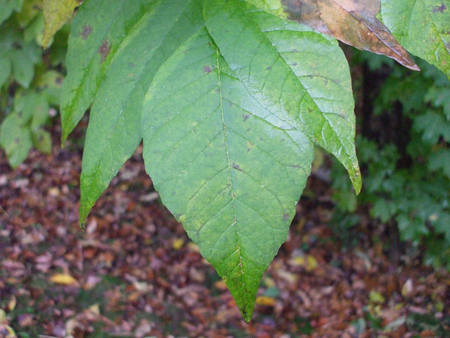 Tree Leaf Stock