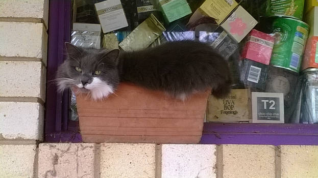 Plant Pot Cat