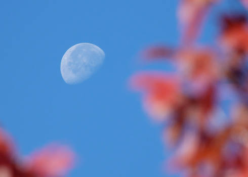 Autumn Moon