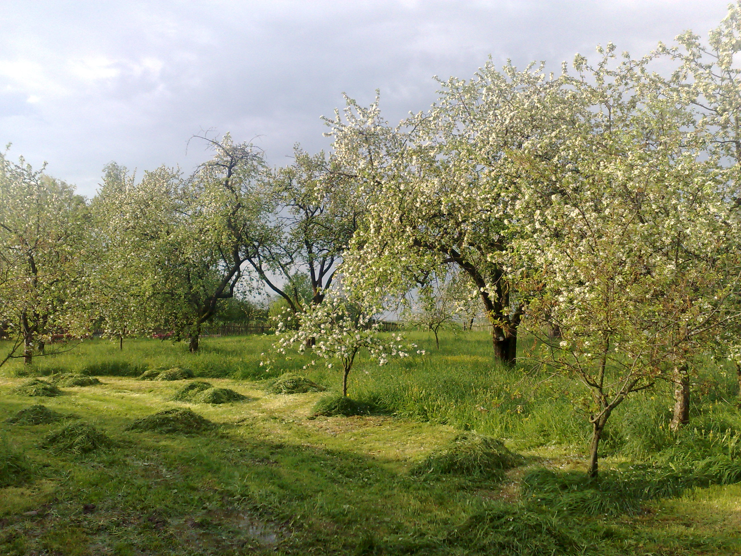 Spring rain in the orchard