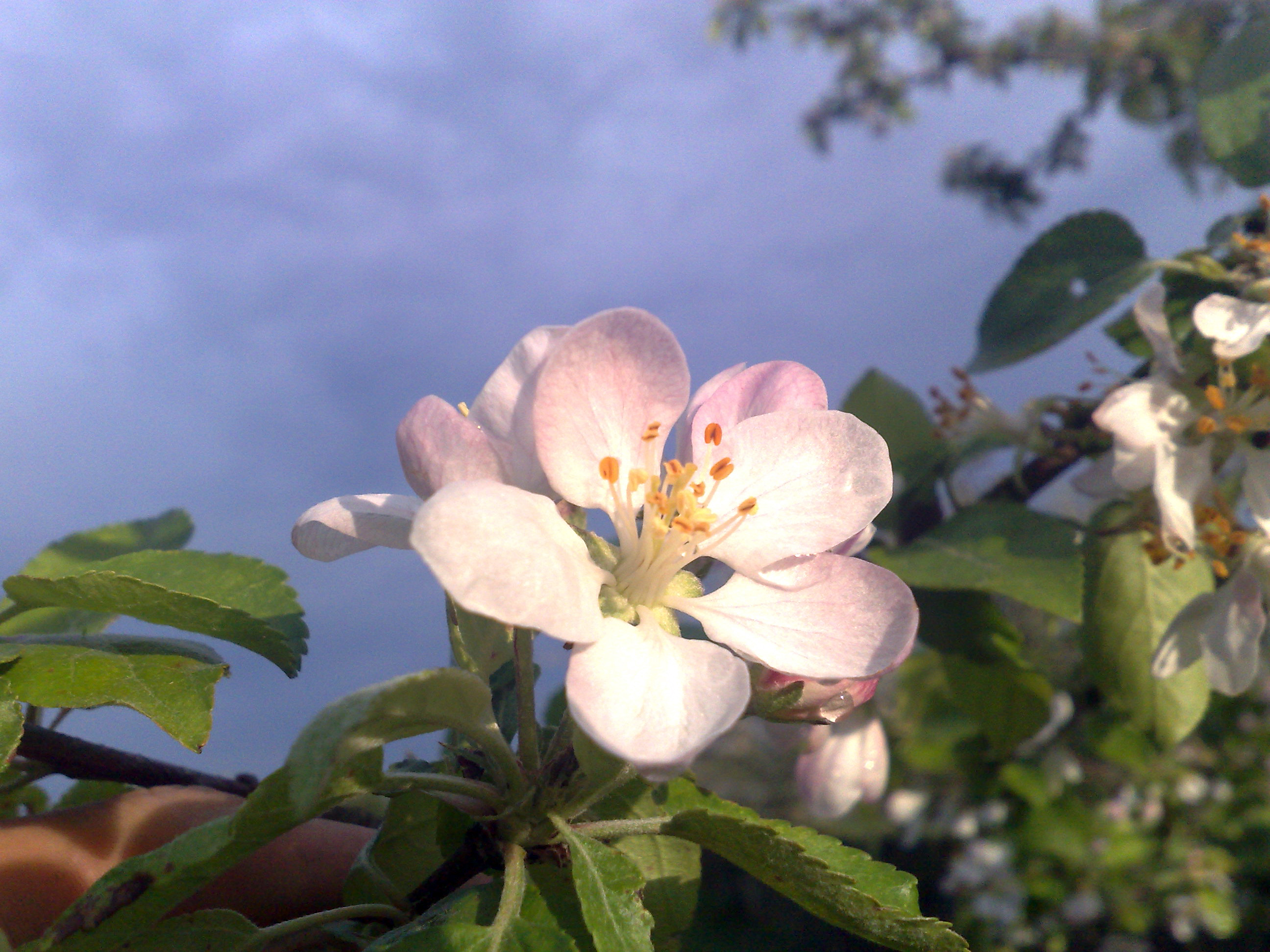 Spring apple blossom