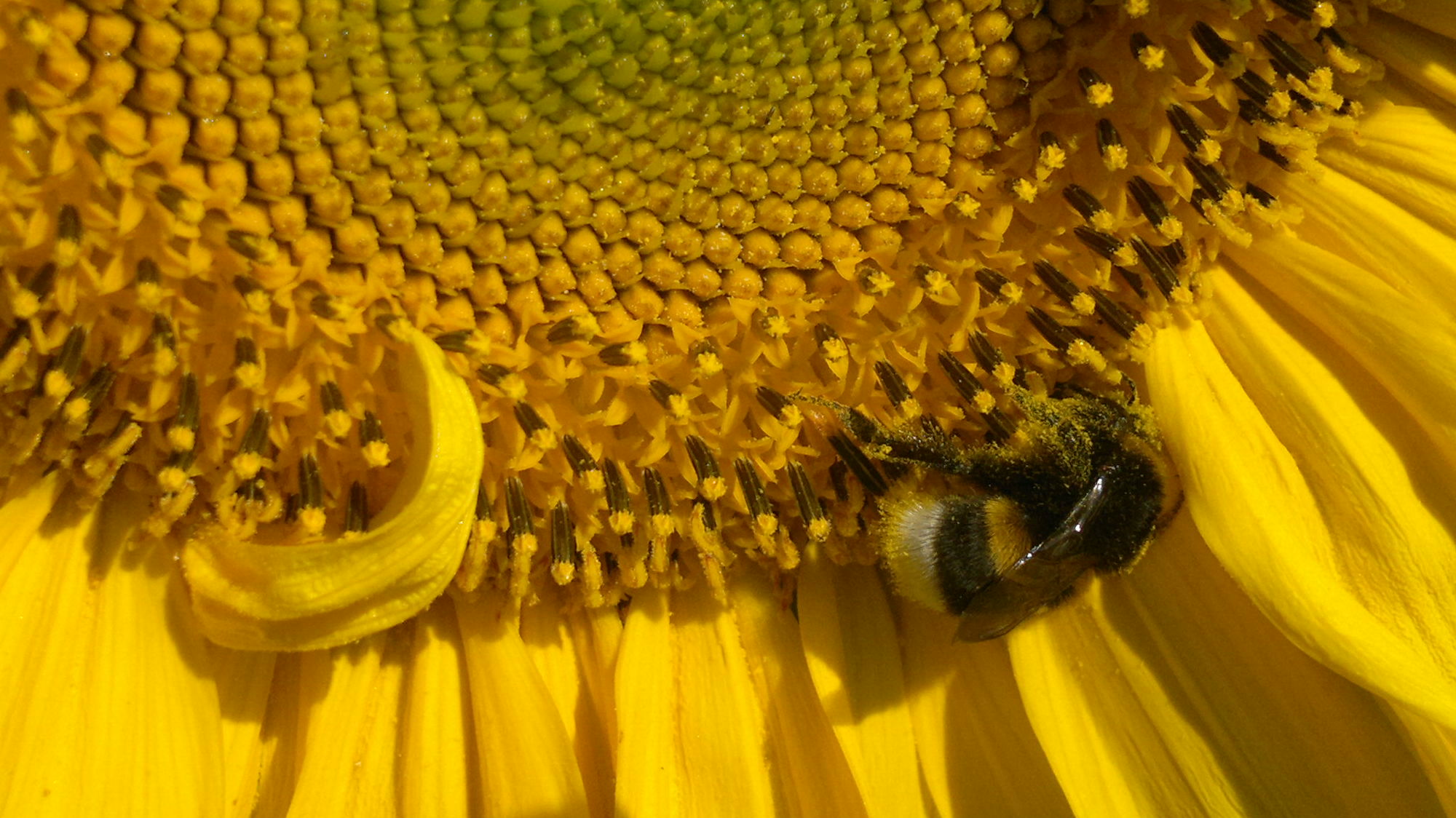 sunflower bee