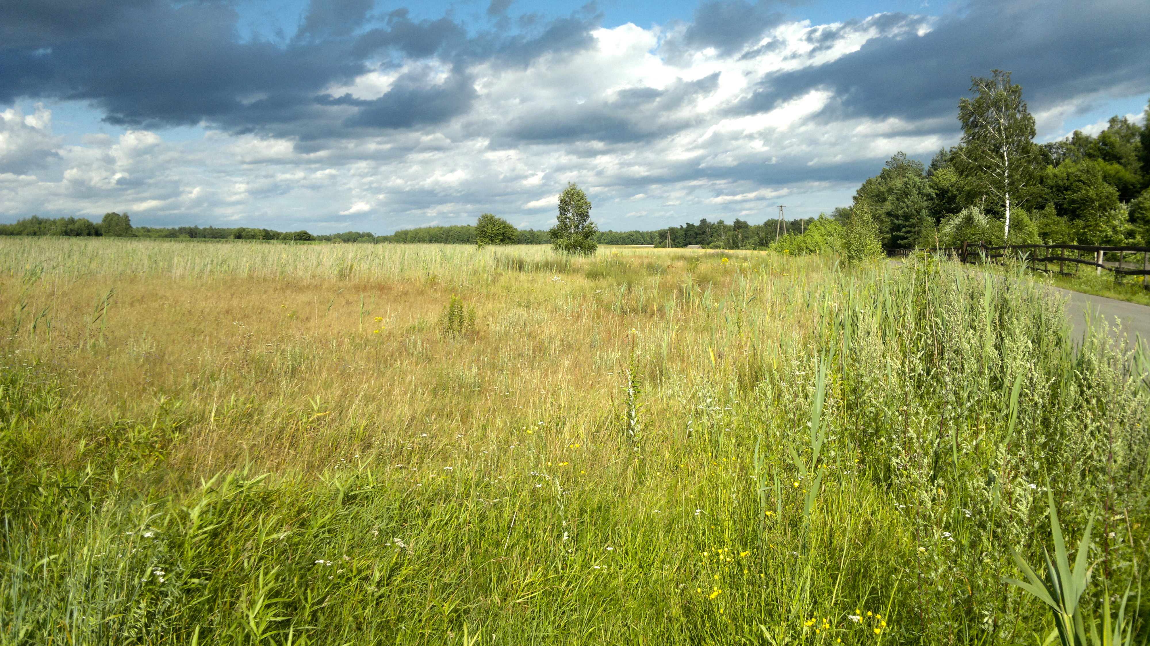 wild grass