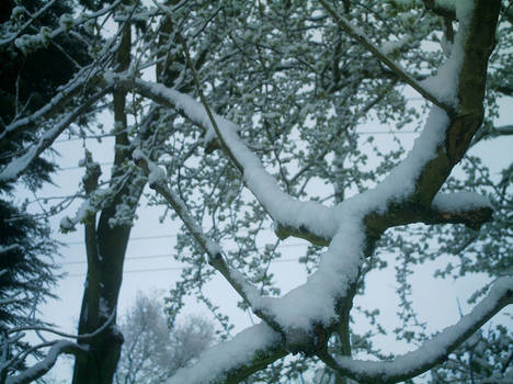 Trees in winter