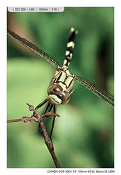 :: dragonfly ::