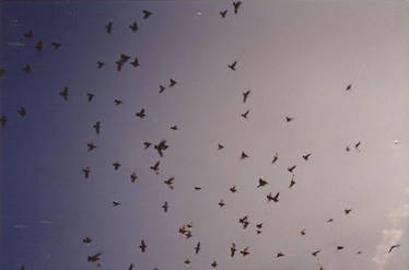 Pigeons in Provence