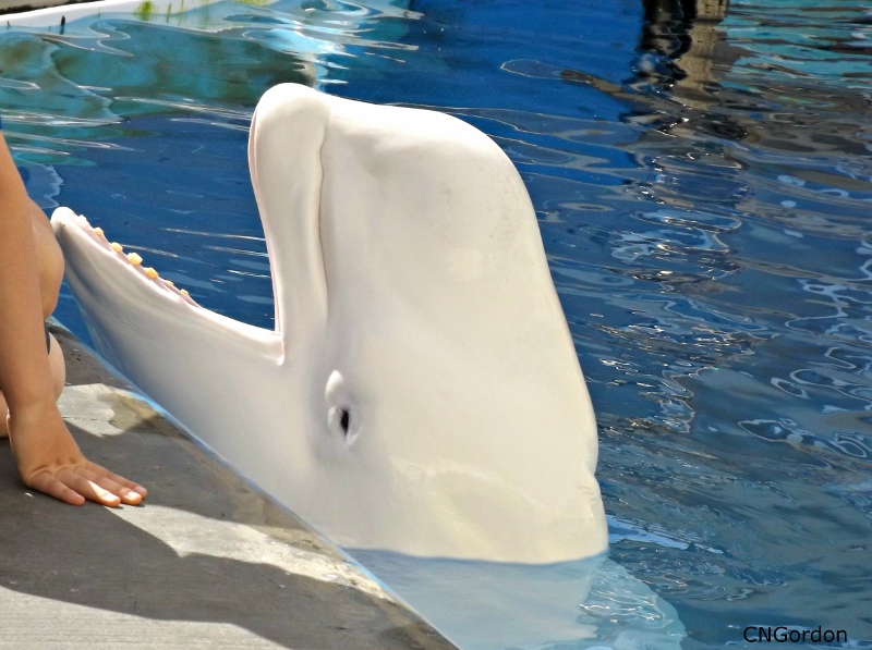 Beluga Whale Photography