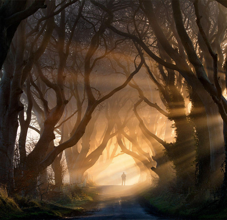tree tunnel - Northern Ireland | Steve Z by SteveZArts
