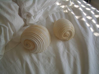 White shells 2