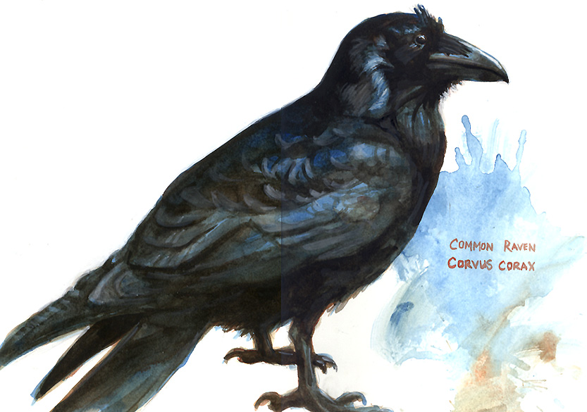 Common Raven