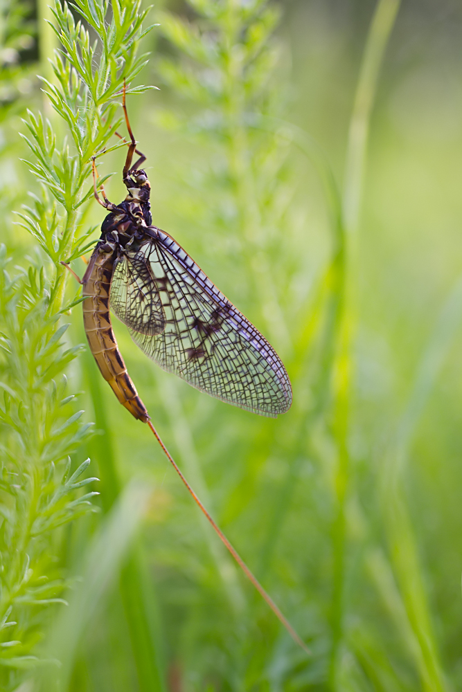 Ephemera vulgata