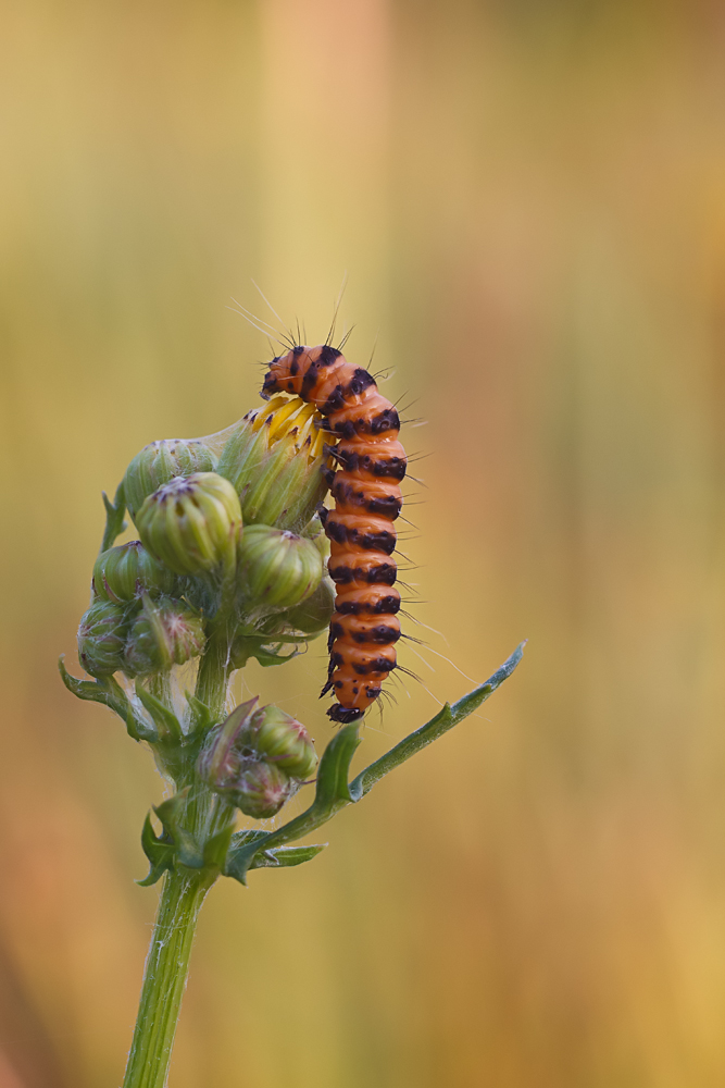 Caterpillar of Tyria jacobaeae