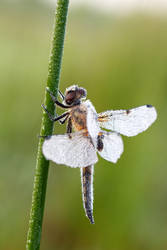 Libellula quadrimaculata in the morning 3